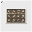 アートポストカード-Animal Locomotion
 - エドワード マイブリッジ Postcard.