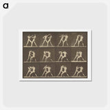 アートポストカード-Animal Locomotion
 - エドワード マイブリッジ Postcard.