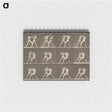 1-62_Eadweard-Muybridge_memo