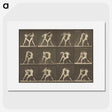 1-62_Eadweard-Muybridge_picture