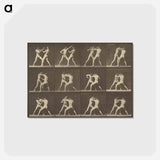 アートポストカード-Animal Locomotion
 - エドワード マイブリッジ Postcard.