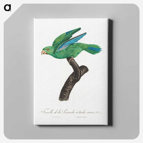 1-62_Francois-Levaillant_canvas
