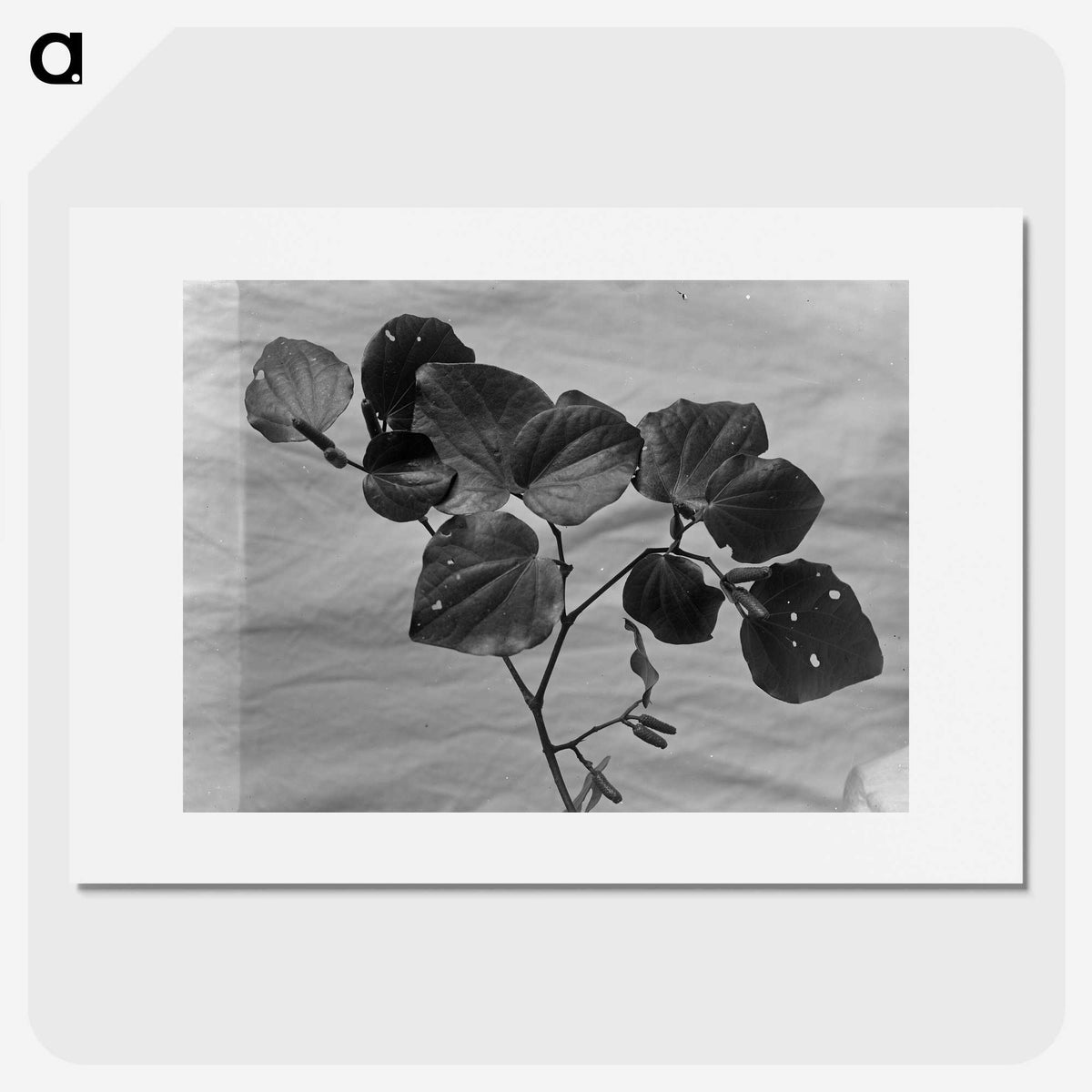 1-62_Frederick-Charles-Brockett_picture