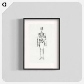 アートポスター-Human Skeleton, Anterior View
 - ジョージ スタッブス Poster.