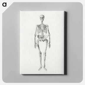 アートパネル-Human Skeleton, Anterior View
 - ジョージ スタッブス Canvas.
