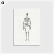 アートポストカード-Human Skeleton, Anterior View
 - ジョージ スタッブス Postcard.