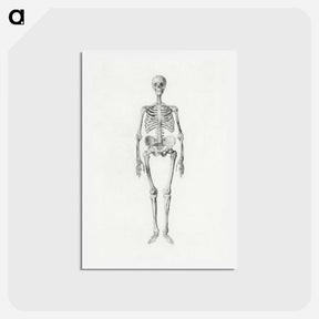 アートポストカード-Human Skeleton, Anterior View
 - ジョージ スタッブス Postcard.