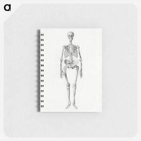 アートメモ帳-Human Skeleton, Anterior View
 - ジョージ スタッブス Memo.