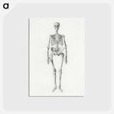 アートポストカード-Human Skeleton, Anterior View
 - ジョージ スタッブス Postcard.