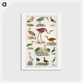 アートポストカード-Flightless Birds
 - ゴールドスミスの生き生きとした自然 Postcard.