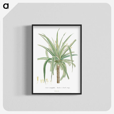 1-62_Histoire-des-Plantes-Grasses_blk-crop
