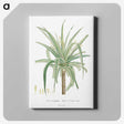1-62_Histoire-des-Plantes-Grasses_canvas