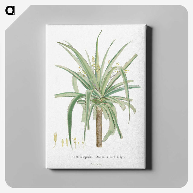 1-62_Histoire-des-Plantes-Grasses_canvas