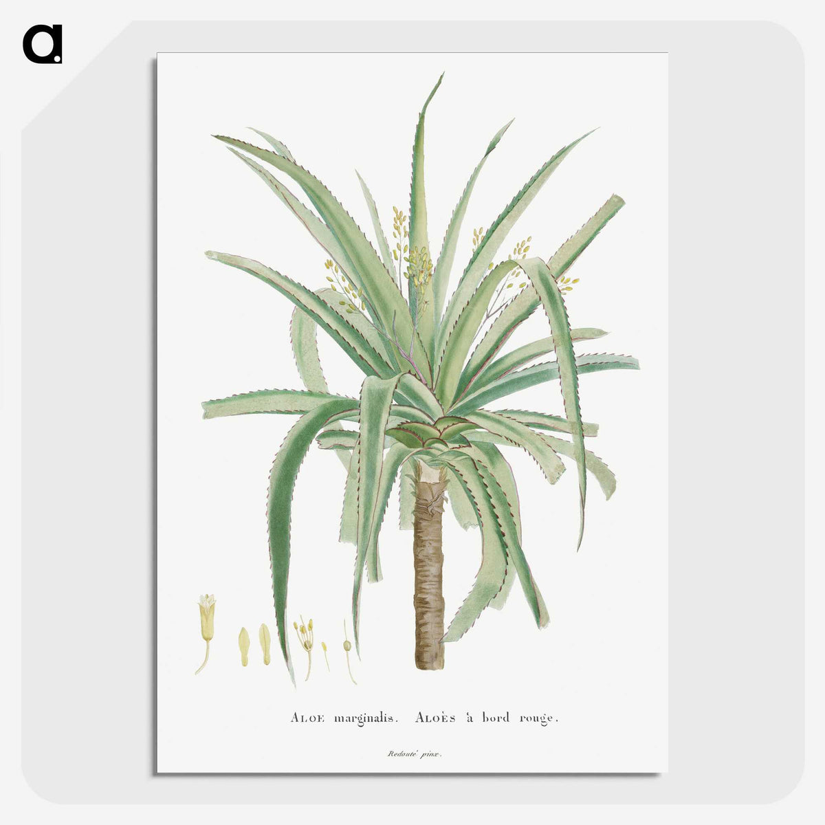 1-62_Histoire-des-Plantes-Grasses_picture-crop