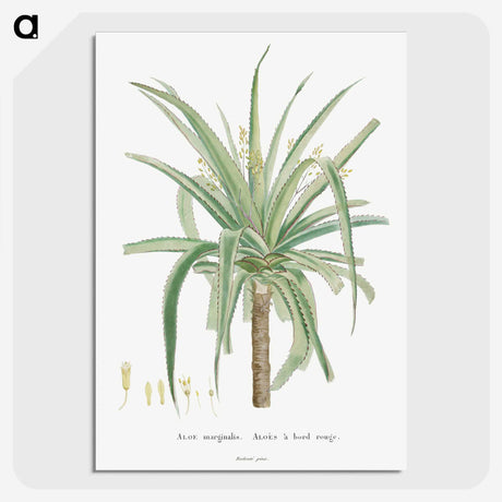 1-62_Histoire-des-Plantes-Grasses_picture-crop
