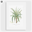1-62_Histoire-des-Plantes-Grasses_picture