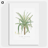 1-62_Histoire-des-Plantes-Grasses_picture