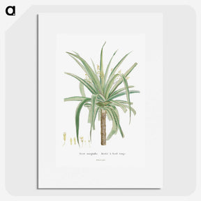 1-62_Histoire-des-Plantes-Grasses_picture