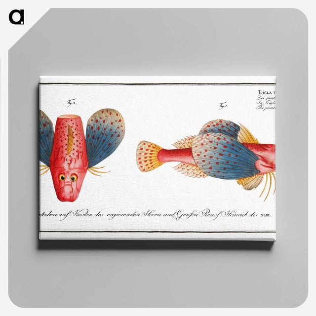 1-62_Ichtyologie-ou-Histoire-naturelle_canvas