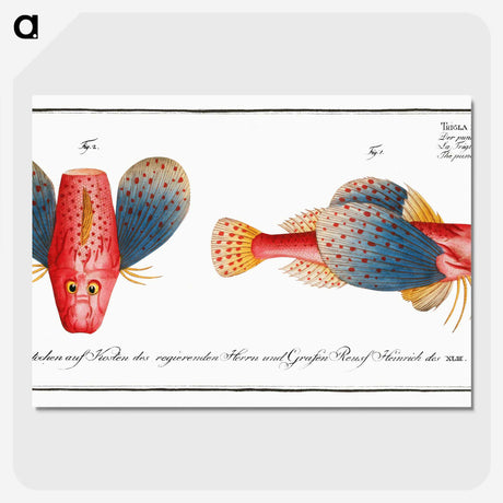 1-62_Ichtyologie-ou-Histoire-naturelle_picture-crop