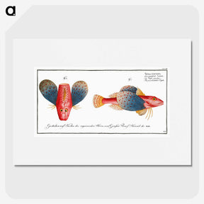 1-62_Ichtyologie-ou-Histoire-naturelle_picture