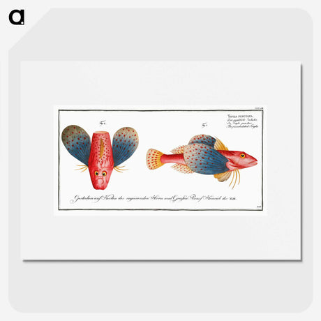 1-62_Ichtyologie-ou-Histoire-naturelle_picture