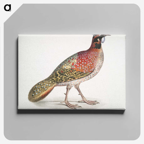 1-62_Indian-Zoology_canvas