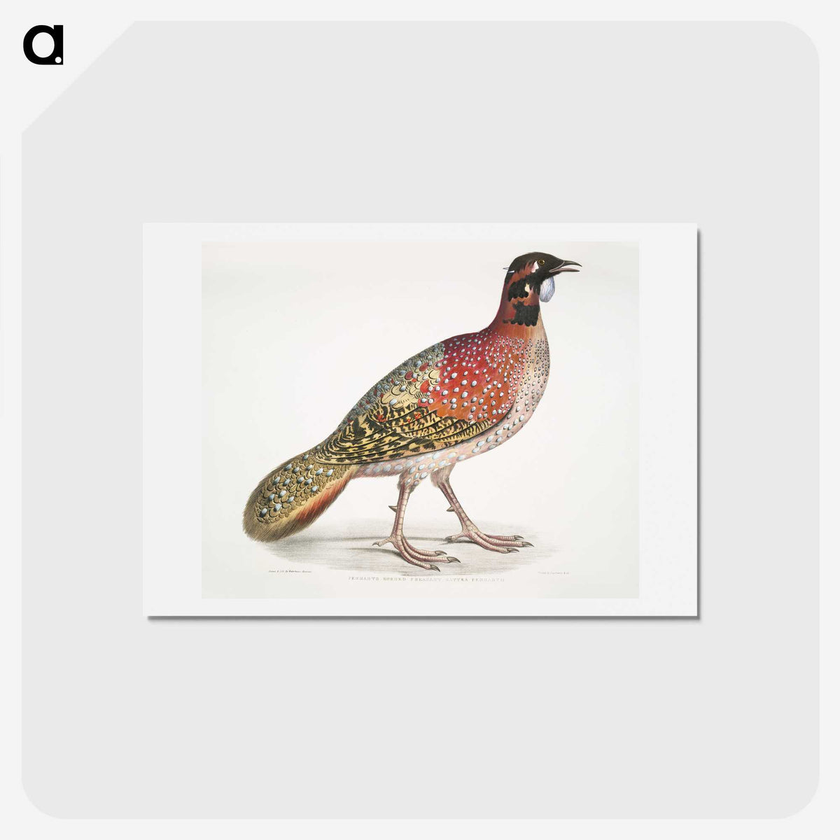 1-62_Indian-Zoology_hagaki