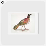 1-62_Indian-Zoology_hagaki