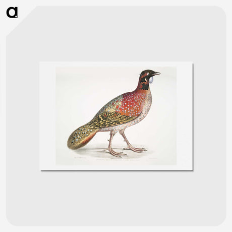 1-62_Indian-Zoology_hagaki