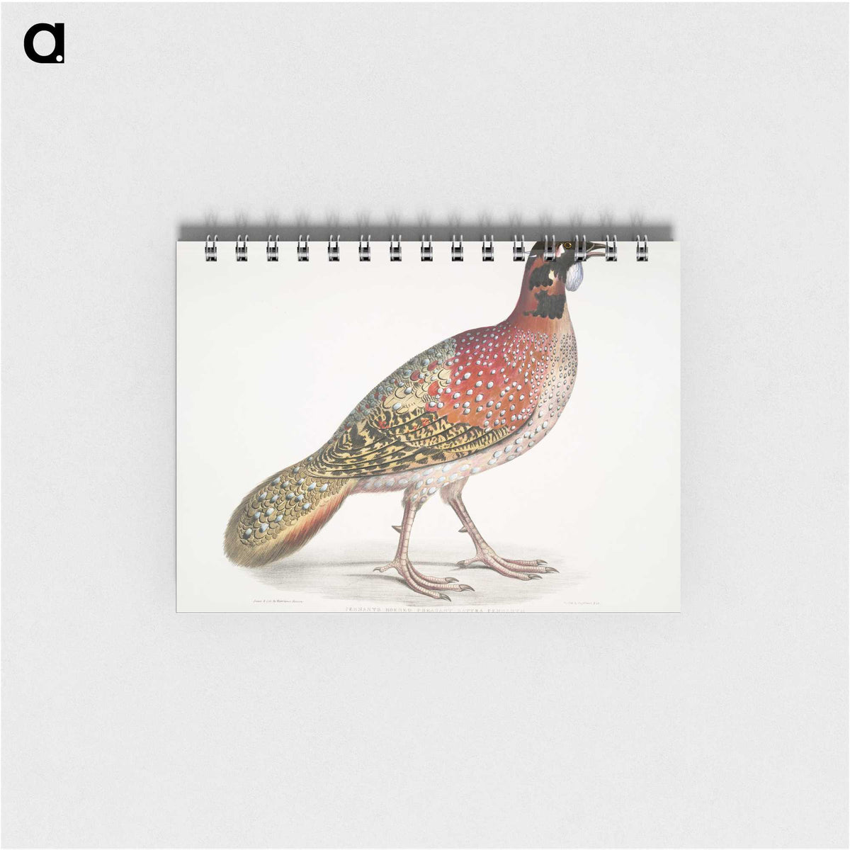 1-62_Indian-Zoology_memo