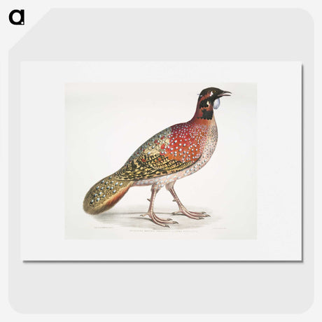 1-62_Indian-Zoology_picture