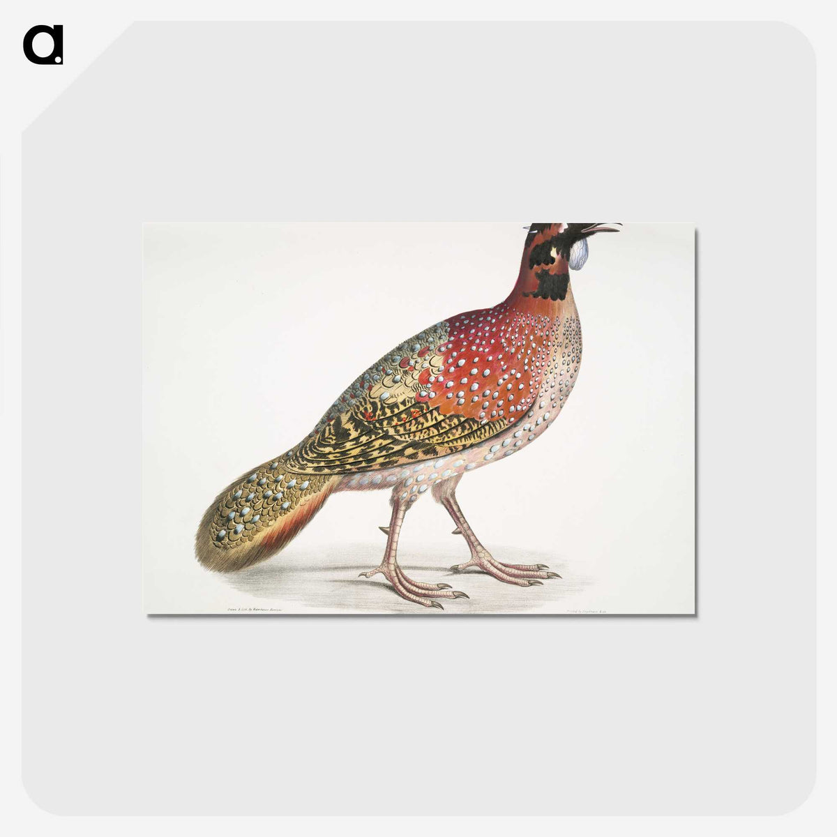1-62_Indian-Zoology_postcard
