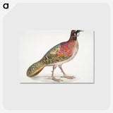 1-62_Indian-Zoology_postcard