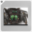 1-62_Insects-Unlocked-Project_canvas