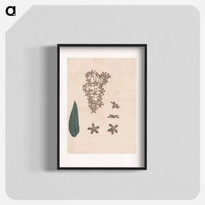 アートポスター-Flower of the Banskia Abissinica
 - ジェームス ヒース Poster.