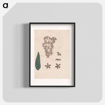 Flower of the Banskia Abissinica
 - ジェームス ヒース Poster.