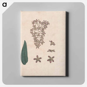 アートパネル-Flower of the Banskia Abissinica
 - ジェームス ヒース Canvas.