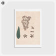 アートポストカード-Flower of the Banskia Abissinica
 - ジェームス ヒース Postcard.