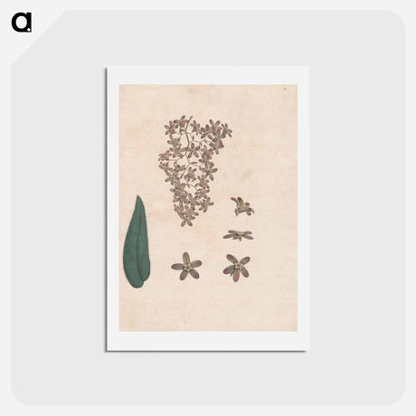 アートポストカード-Flower of the Banskia Abissinica
 - ジェームス ヒース Postcard.