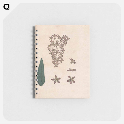 Flower of the Banskia Abissinica
 - ジェームス ヒース Memo.