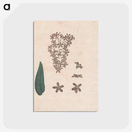 アートポストカード-Flower of the Banskia Abissinica
 - ジェームス ヒース Postcard.