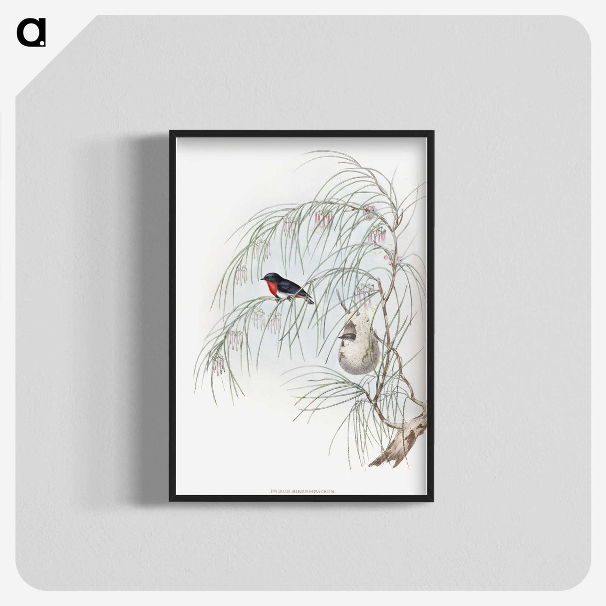 1-62_John-Gould_blk-crop