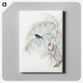 1-62_John-Gould_canvas