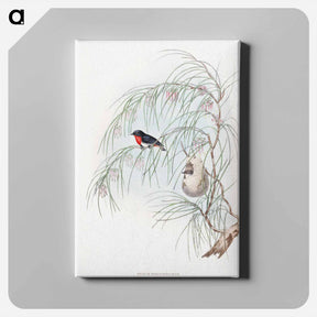 アートパネル-Swallow Diaeum
 - ジョン グールド Canvas.