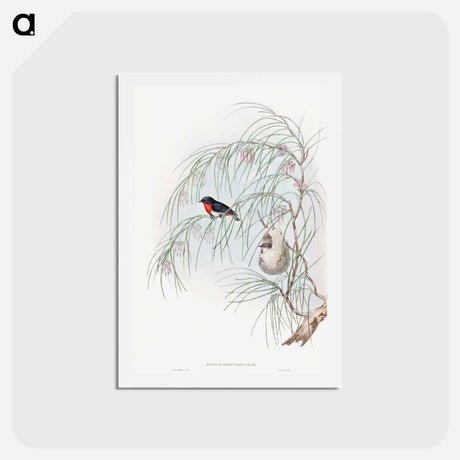 アートポストカード-Swallow Diaeum
 - ジョン グールド Postcard.