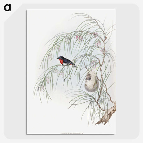 1-62_John-Gould_picture-crop