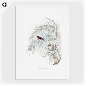 1-62_John-Gould_picture