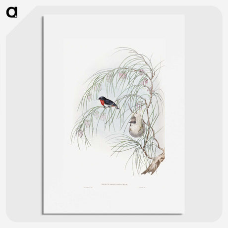 1-62_John-Gould_picture