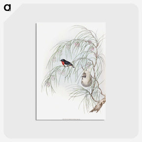 1-62_John-Gould_postcard